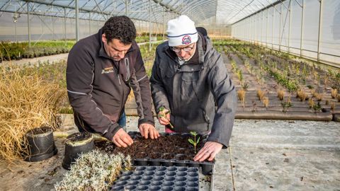 Depuis le 8 janvier, Elioreso et l’Adefa sollicitent les horticulteurs pour qu’ils fassent remonter leurs besoins de saisonniers. ©Stéphane GROSSIN (Anefa)
